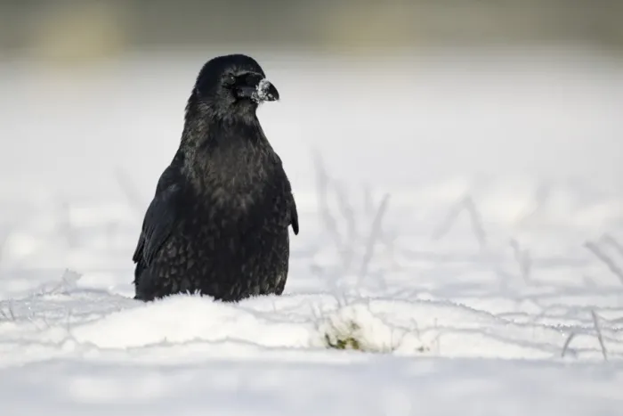 Framed Print : Carrion Crow (Corvus corone) adult, standing on snow, Midlands, England, december Framed Print : Carrion Crow (Corvus corone) adult, standing on snow, Midlands, England, december
