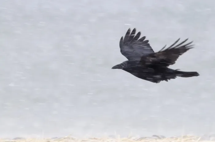 Framed Print : Carrion Crow (Corvus corone) adult, in flight during blizzard, Hokkaido, Japan, winter Framed Print : Carrion Crow (Corvus corone) adult, in flight during blizzard, Hokkaido, Japan, winter