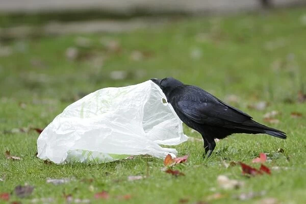 Carrion Crow (Corvus corone) adult, investigating plastic bag beside path in parkland, West Yorkshire, England, October