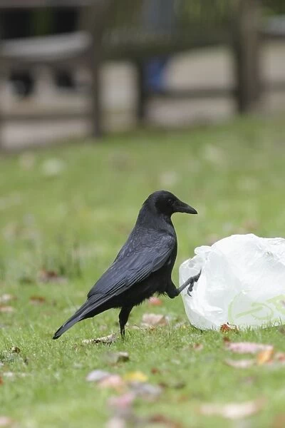 Carrion Crow (Corvus corone) adult, investigating plastic bag beside path in parkland, West Yorkshire, England, October