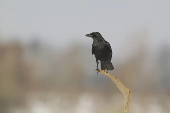 Framed Print : Carrion Crow (Corvus corone) adult, perched on branch, Suffolk, England, January