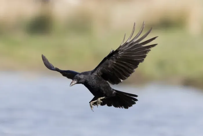 Framed Print : Carrion Crow (Corvus corone) adult, in flight over water, Suffolk, England, May Framed Print : Carrion Crow (Corvus corone) adult, in flight over water, Suffolk, England, May