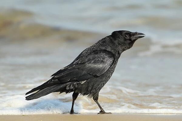Carrion Crow (Corvus corone) adult, calling, foraging on foreshore, Studland Bay, Dorset, England, march