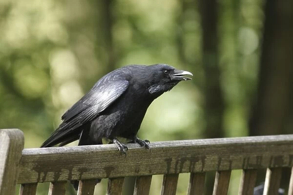 Carrion Crow (Corvus corone) adult, calling, perched on bench in parkland, West Yorkshire, England, October