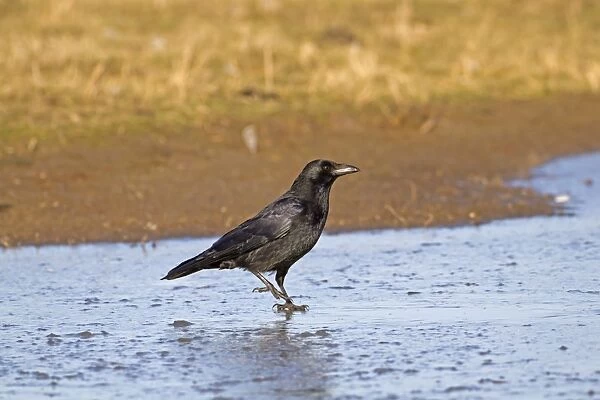 Carrion Crow (Corvus corone) adult, walking across ice, Norfolk, England, february