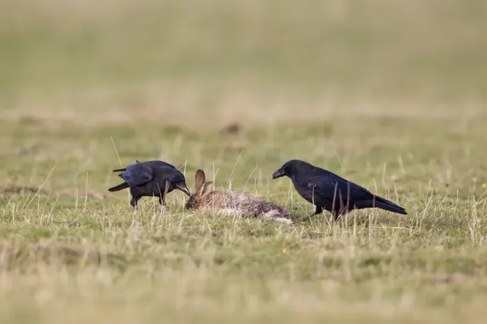 Framed Print : Carrion Crow (Corvus corone) two adults, feeding on dead European Rabbit (Oryctolagus cunniculus), Suffolk, England