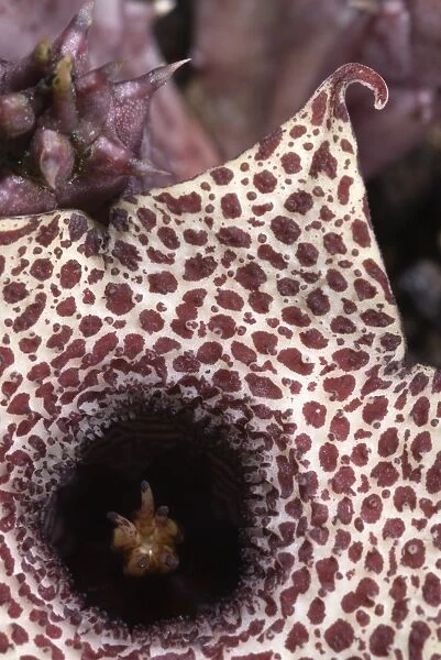 Carrion Flower (Huernia hislopii) close-up of flower, smells of rotten meat to attract flies as pollinators, Zimbabwe