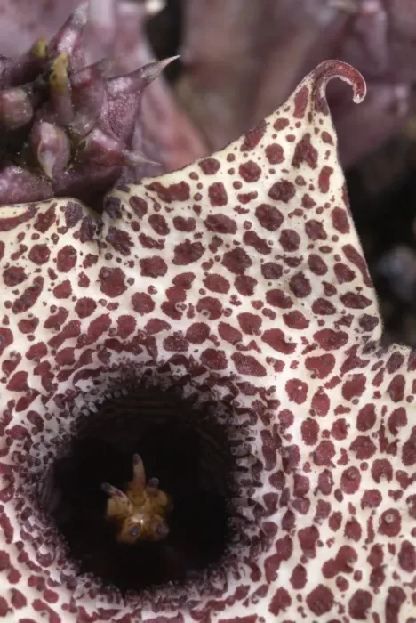 Framed Print : Carrion Flower (Huernia hislopii) close-up of flower, smells of rotten meat to attract flies as pollinators, Zimbabwe Framed Print : Carrion Flower (Huernia hislopii) close-up of flower, smells of rotten meat to attract flies as pollinators, Zimbabwe