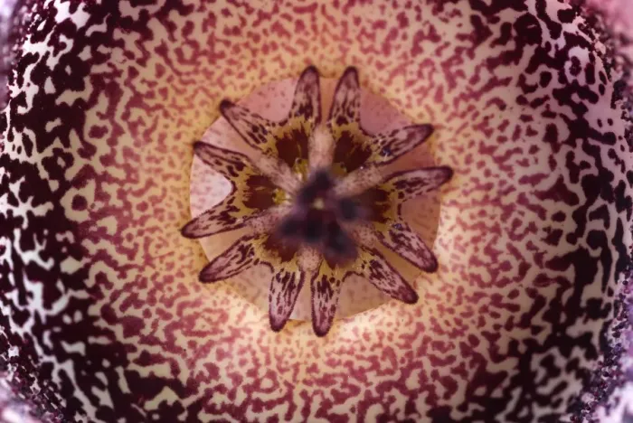Framed Print : Carrion Flower (Orbea hardyi) close-up of inner part of flower, South Africa Framed Print : Carrion Flower (Orbea hardyi) close-up of inner part of flower, South Africa