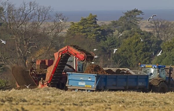 Carrot (Daucus carota) crop, harvester loading roots onto tractor and trailer, Norfolk, England, February