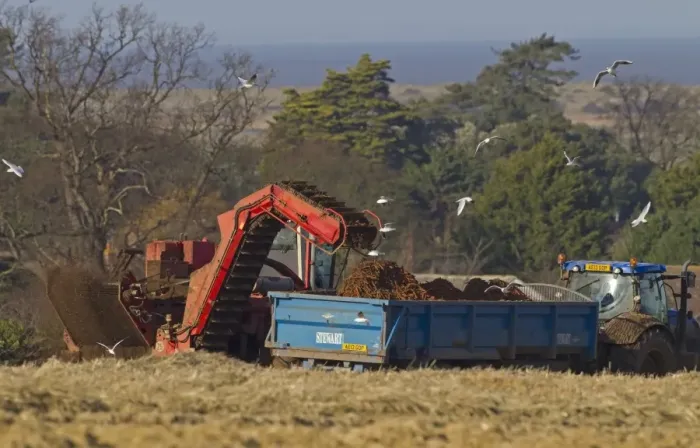 Framed Print : Carrot (Daucus carota) crop, harvester loading roots onto tractor and trailer, Norfolk, England, February Framed Print : Carrot (Daucus carota) crop, harvester loading roots onto tractor and trailer, Norfolk, England, February