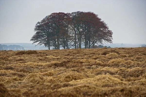 Carrot (Daucus carota) crop, straw covering field for over-wintering, Forfar, Angus, Scotland, november