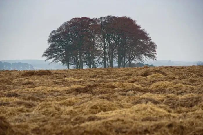 Framed Print : Carrot (Daucus carota) crop, straw covering field for over-wintering, Forfar, Angus, Scotland, november