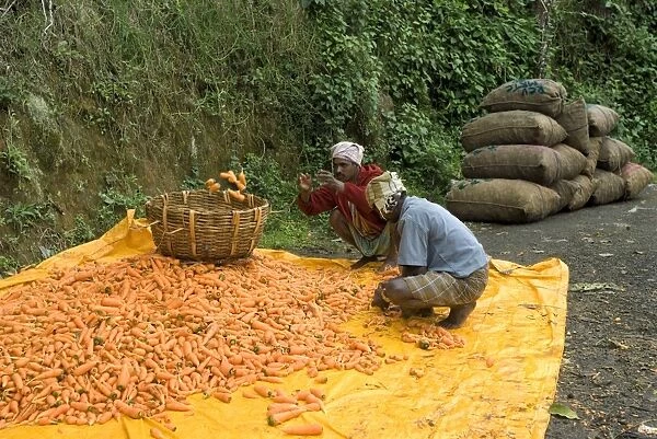 Carrot (Daucus carota) crop, workers sorting harvested roots, Kodaikanal, Tamil Nadu, India