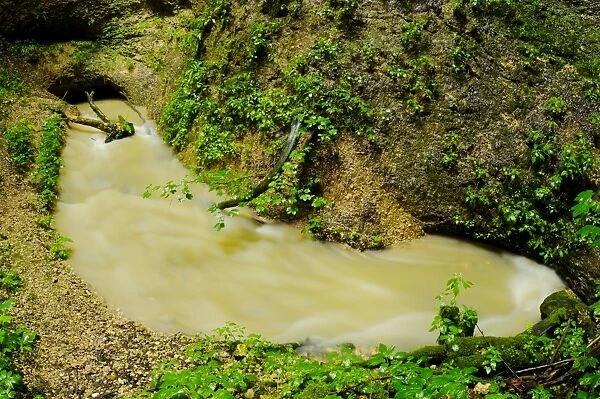 Carsic river emerging overground from cave in woodland, Italy, june