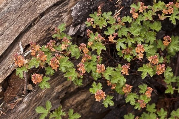 Cascades Currant (Ribes erythrocarpum) flowering, Crater Lake N. P. Oregon, U. S. A. july