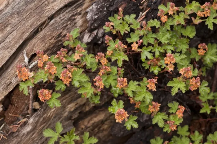 Framed Print : Cascades Currant (Ribes erythrocarpum) flowering, Crater Lake N. P. Oregon, U. S. A. july Framed Print : Cascades Currant (Ribes erythrocarpum) flowering, Crater Lake N. P. Oregon, U. S. A. july