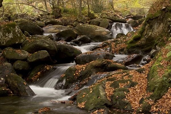 Cascading stream and autumn beech leaves in woodland habitat, Lauze Valley, near Pailheres, French Pyrenees, France