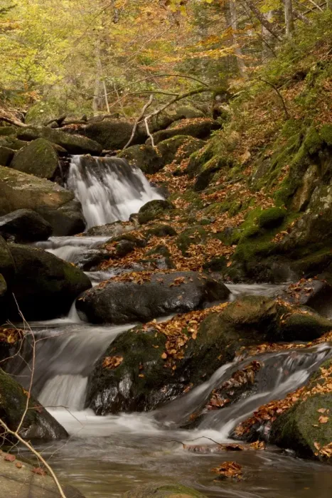Framed Print : Cascading stream and autumn beech leaves in woodland habitat, Lauze Valley, near Pailheres, French Pyrenees, France Framed Print : Cascading stream and autumn beech leaves in woodland habitat, Lauze Valley, near Pailheres, French Pyrenees, France