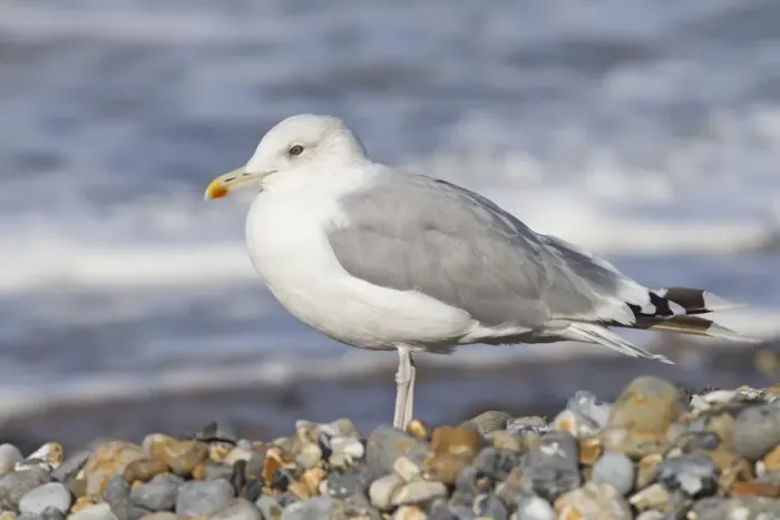 Framed Print : Caspian Gull (Larus cachinnans) adult, non-breeding plumage, standing on shingle beach, Cromer, Norfolk, England