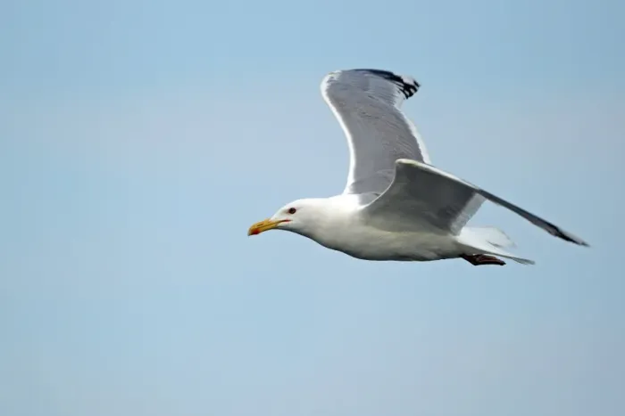 Framed Print : Caspian Gull (Larus cachinnans) adult, summer plumage, in flight, Tulcea, Danube Delta, Dobrogea, Romania, may Framed Print : Caspian Gull (Larus cachinnans) adult, summer plumage, in flight, Tulcea, Danube Delta, Dobrogea, Romania, may