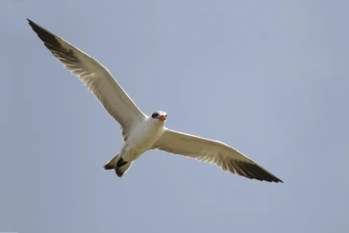 Framed Print : Caspian Tern (Hydroprogne caspia) adult, non-breeding plumage, in flight, Gambia, February Framed Print : Caspian Tern (Hydroprogne caspia) adult, non-breeding plumage, in flight, Gambia, February