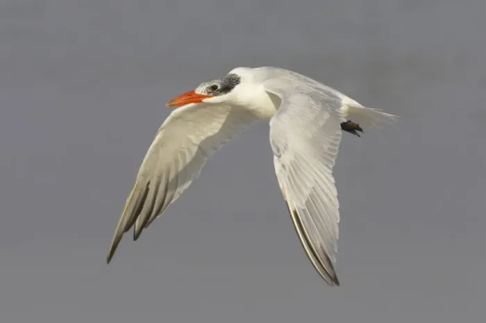 Framed Print : Caspian Tern (Sterna caspia) adult, winter plumage, in flight, Fort de Soto, Florida, U. S. A Framed Print : Caspian Tern (Sterna caspia) adult, winter plumage, in flight, Fort de Soto, Florida, U. S. A