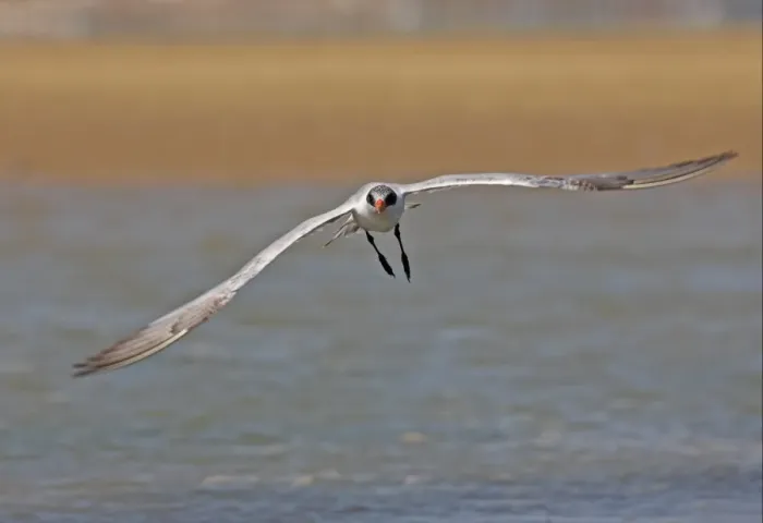 Framed Print : Caspian Tern (Sterna caspia) immature, first summer plumage, in flight over water, Ria Formosa N. P. Algarve, Portugal, april Framed Print : Caspian Tern (Sterna caspia) immature, first summer plumage, in flight over water, Ria Formosa N. P. Algarve, Portugal, april