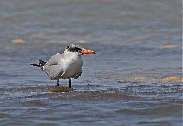 Caspian Tern (Sterna caspia) immature, first summer plumage, standing in shallow water, Ria Formosa N. P. Algarve, Portugal, april