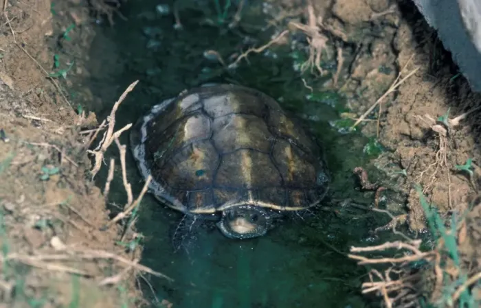 Framed Print : Caspian turtle or Striped-neck terrapin (Mauremys caspica) is a species of turtle in the family Geoemydidae Framed Print : Caspian turtle or Striped-neck terrapin (Mauremys caspica) is a species of turtle in the family Geoemydidae