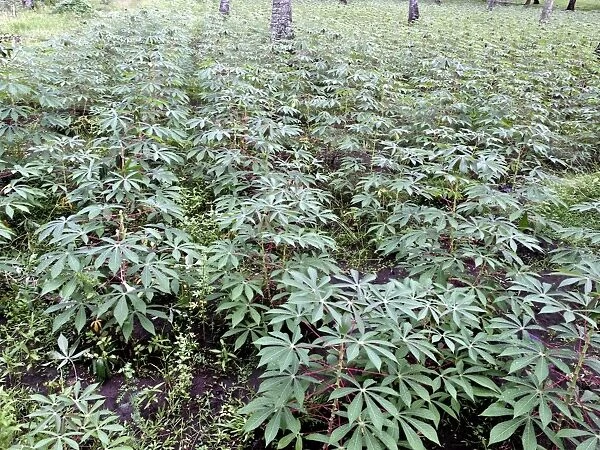 Cassava (Manihot sp. ) crop, growing in field, Lombok, Lesser Sunda Islands, Indonesia, march