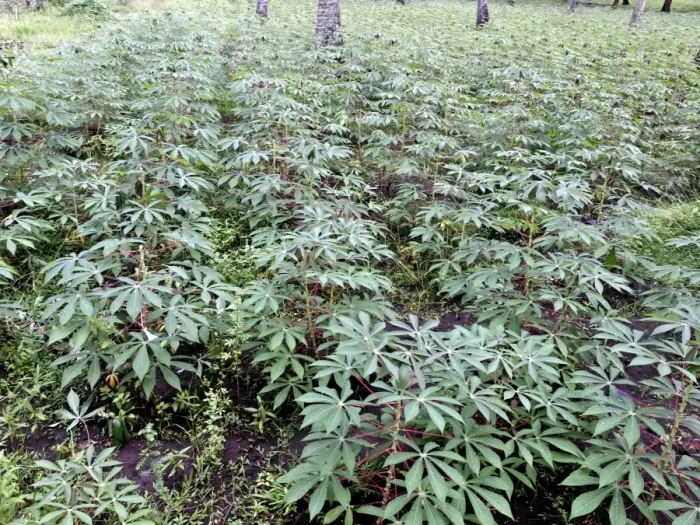 Framed Print : Cassava (Manihot sp. ) crop, growing in field, Lombok, Lesser Sunda Islands, Indonesia, march Framed Print : Cassava (Manihot sp. ) crop, growing in field, Lombok, Lesser Sunda Islands, Indonesia, march