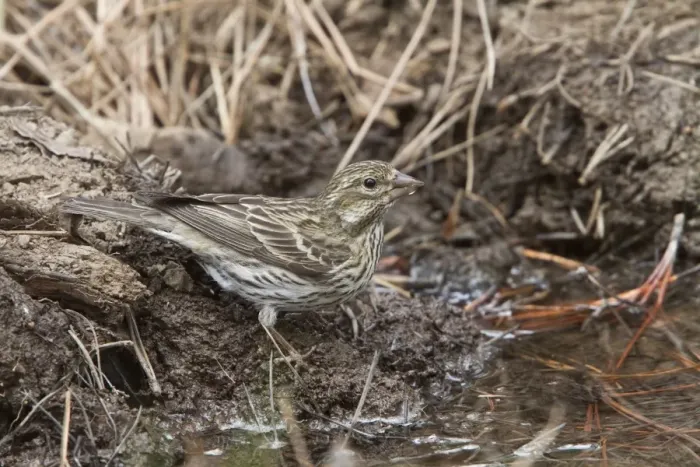 Framed Print : Cassins Finch, female at drinking pool - Utah America Framed Print : Cassins Finch, female at drinking pool - Utah America