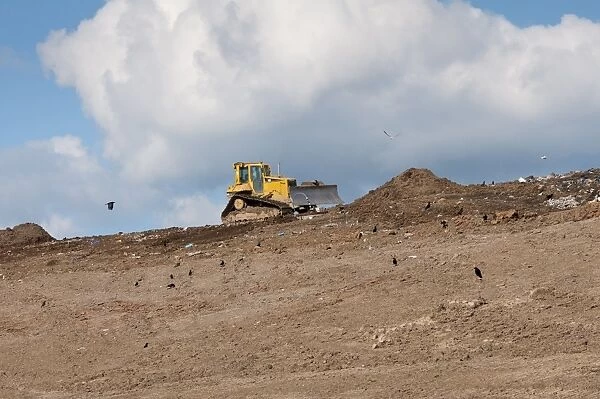 Caterpillar D6N compaction machine working on council rubbish tip, with scavenging crows, near Ellesmere, Cheshire