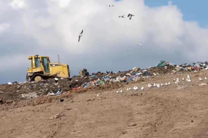 Framed Print : Caterpillar D6N compaction machine working on council rubbish tip, with scavenging seagulls and crows, near Ellesmere