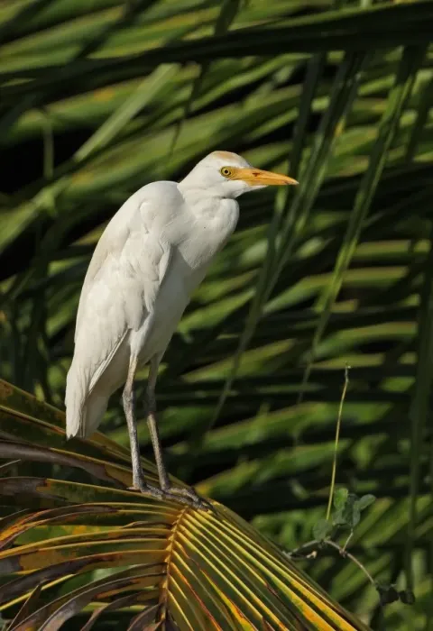 Framed Print : Cattle Egret (Bubulcus ibis ibis) adult, perched on palm frond, Hope Gardens, Jamaica, april Framed Print : Cattle Egret (Bubulcus ibis ibis) adult, perched on palm frond, Hope Gardens, Jamaica, april