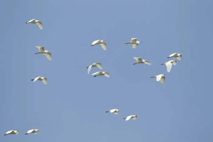 Framed Print : Cattle Egret (Bubulcus ibis ibis) adults, breeding plumage, flock in flight, at coast, South Texas, U. S. A. april