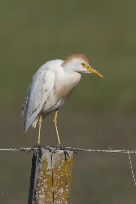 Framed Print : Cattle Egret in summer plumage Framed Print : Cattle Egret in summer plumage