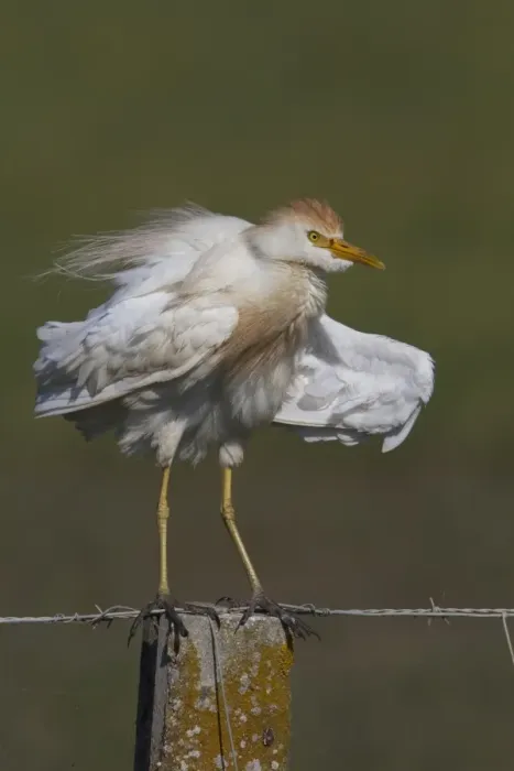 Framed Print : Cattle Egret in summer plumage standing on fence post