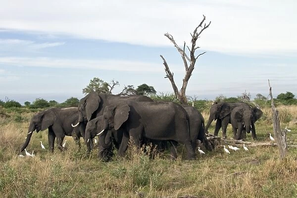 Cattle Egrets hunt for insects that this group of African Elephants disturb