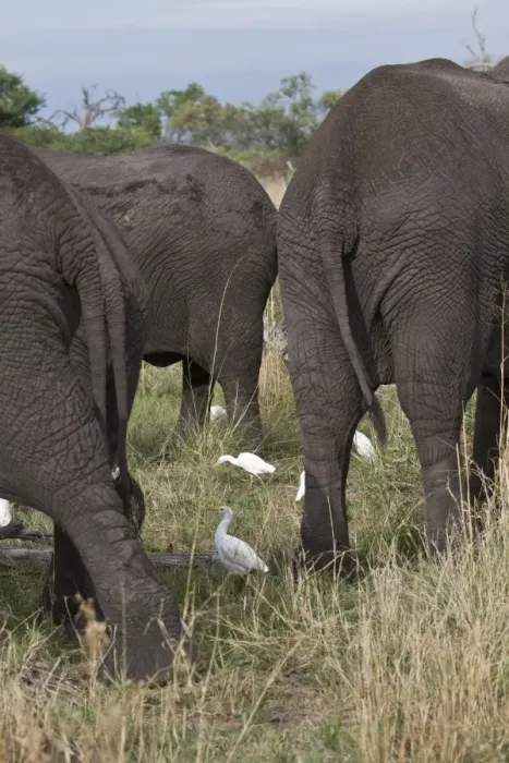 Framed Print : Cattle Egrets hunt for insects that this group of African Elephants disturb Framed Print : Cattle Egrets hunt for insects that this group of African Elephants disturb