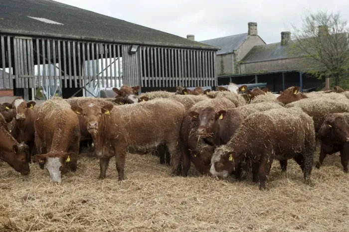 Framed Print : Cattle farming, beef cattle in finishing lot, feeding on chopped straw which has been blown in for bedding Framed Print : Cattle farming, beef cattle in finishing lot, feeding on chopped straw which has been blown in for bedding