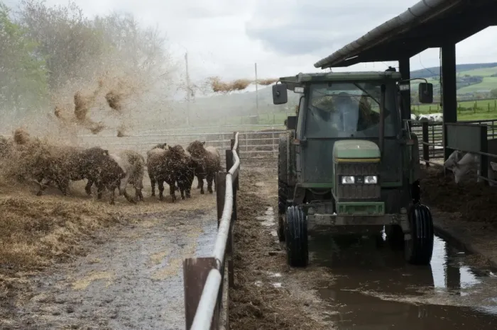 Framed Print : Cattle farming, blowing chopped straw for bedding in beef finishing lot with tractor and straw chopper, Northumberland Framed Print : Cattle farming, blowing chopped straw for bedding in beef finishing lot with tractor and straw chopper, Northumberland
