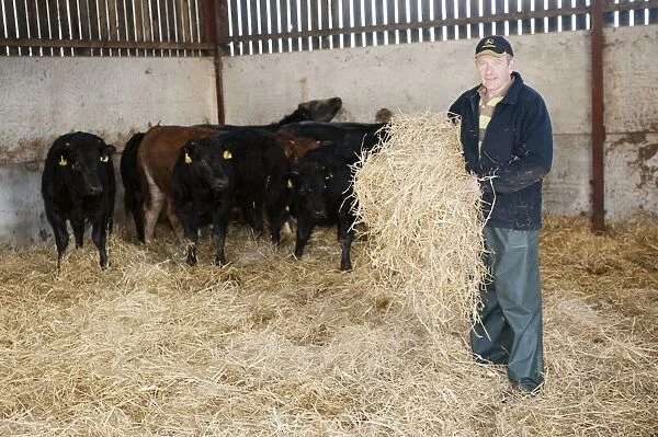 Cattle farming, farmer bedding beef cattle up with straw in building, Cumbria, England, November