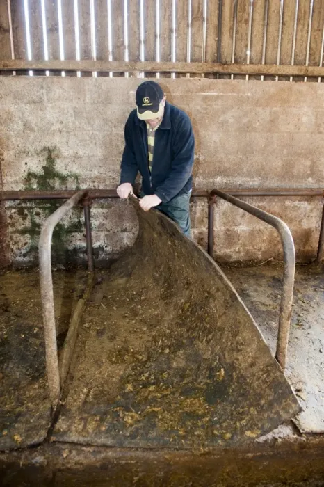 Framed Print : Cattle farming, farmer removing rubber mats from cow resting area in cubicle shed, Cumbria, England, November Framed Print : Cattle farming, farmer removing rubber mats from cow resting area in cubicle shed, Cumbria, England, November