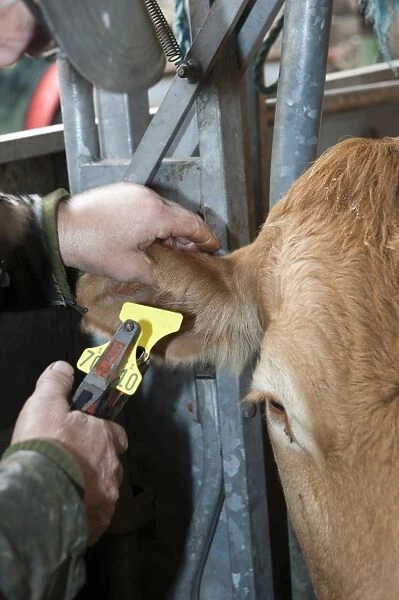 Cattle farming, farmer replacing ear tag, to comply with regulations, to beef cow held in cattle crush, Cumbria