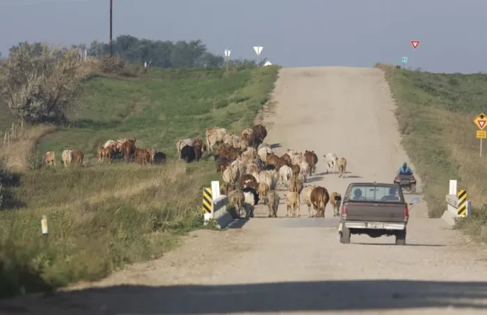 Framed Print : Cattle farming, farmers using pickup truck and quad bike to drive herd along road to new pasture, North Dakota, U. S. A Framed Print : Cattle farming, farmers using pickup truck and quad bike to drive herd along road to new pasture, North Dakota, U. S. A