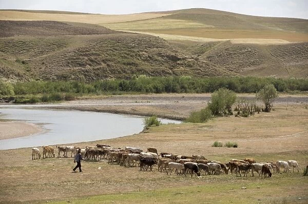 Cattle farming, herd grazing beside river on dry steppe grassland, east of Erzurum, Pontic Mountains, Anatolia, Turkey