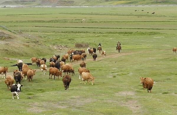 Cattle farming, herding dairy cows on horseback, Svarfaoardalur, Dalvikurbyggo, Iceland, June