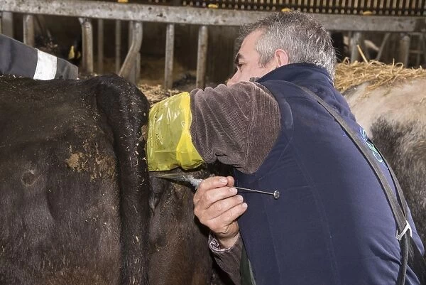 Cattle farming, inserting embryo transfer gun into recipient cow, England, April